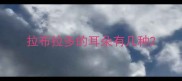 拉布拉多的耳朵有几种