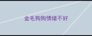 金毛狗狗情绪不好