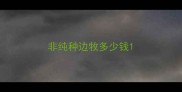 非纯种边牧多少钱