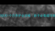 萨摩耶幼犬1个月养护全攻略新手必看超详细指南