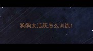 狗狗太活跃怎么训练