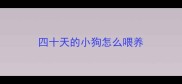 四十天的小狗怎么喂养