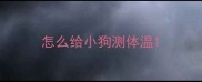 怎么给小狗测体温