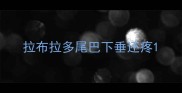 拉布拉多尾巴下垂还疼