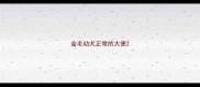 金毛幼犬正常的大便