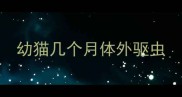 幼猫几个月体外驱虫