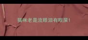 猫咪老是流眼泪有眼屎