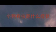 小狗有虫是什么症状