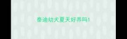 泰迪幼犬夏天好养吗
