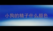 小狗的精子什么颜色