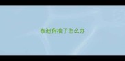 泰迪狗抽了怎么办