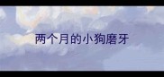 两个月的小狗磨牙