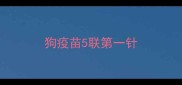 狗疫苗5联第一针