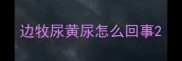 边牧尿黄尿怎么回事