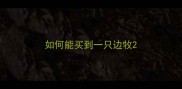 如何能买到一只边牧