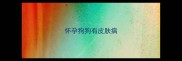 怀孕狗狗有皮肤病