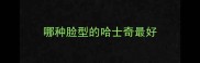 哪种脸型的哈士奇最好