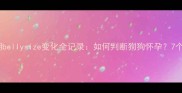 母犬怀孕期bellysize变化全记录如何判断狗狗怀孕7个关键指标