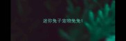 迷你兔子宠物兔兔