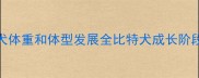 五个月比特犬体重和体型发展全比特犬成长阶段及饲养指南