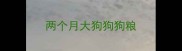 两个月大狗狗狗粮