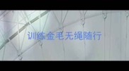 训练金毛无绳随行