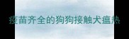 疫苗齐全的狗狗接触犬瘟热