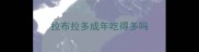 拉布拉多成年吃得多吗