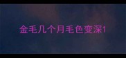 金毛几个月毛色变深