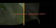 三个月大幼犬洗澡全攻略科学清洁指南与注意事项
