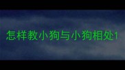 怎样教小狗与小狗相处
