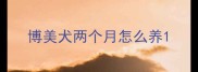 博美犬两个月怎么养
