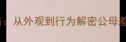 拉布拉多雄雌识别全攻略从外观到行为解密公母差异附权威鉴别指南