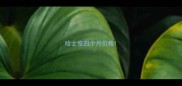 哈士奇四个月价格