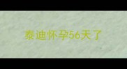 泰迪怀孕56天了