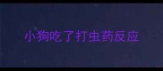 小狗吃了打虫药反应