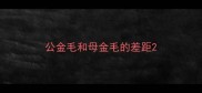 公金毛和母金毛的差距