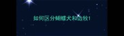 如何区分蝴蝶犬和边牧