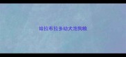 给拉布拉多幼犬泡狗粮