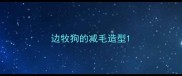 边牧狗的减毛造型