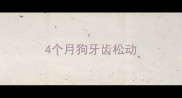 4个月狗牙齿松动