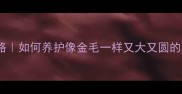 金毛小型犬的耳朵护理全攻略如何养护像金毛一样又大又圆的耳朵附耳部感染急救指南
