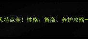 拉布拉多犬特点全性格智商养护攻略一篇说清