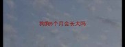 狗狗5个月会长大吗