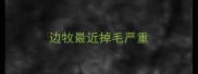 边牧最近掉毛严重