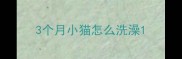 3个月小猫怎么洗澡