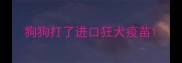 狗狗打了进口狂犬疫苗