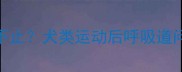 金毛跑步后剧烈咳嗽不止犬类运动后呼吸道问题的专业与应对指南