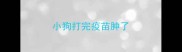 小狗打完疫苗肿了