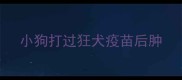 小狗打过狂犬疫苗后肿